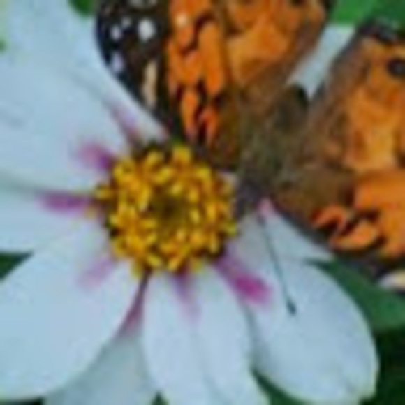 Meet your Posher, Tina - Picture 1 of 1